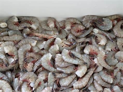 wholesale gulf shrimp, headless white shrimp