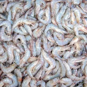wholesale gulf shrimp, head on shrimp