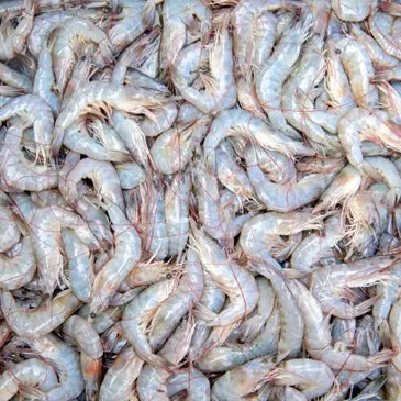 wholesale gulf shrimp, head on shrimp