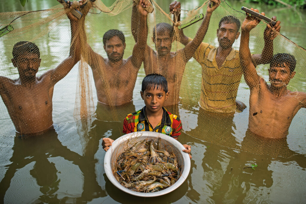 pond raised shrimp